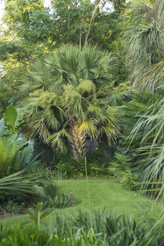 Palms in Augusta, GA COLD HARDY PALMS PalmTalk